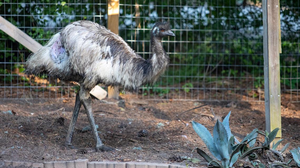 File photo of an emu.