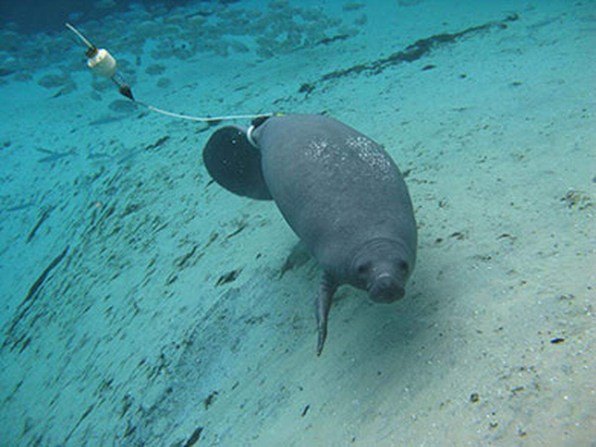 A manatee with a satellite tracker attached to its fin. This helps marine scientists track the movements of the manatee and learn more about the species.