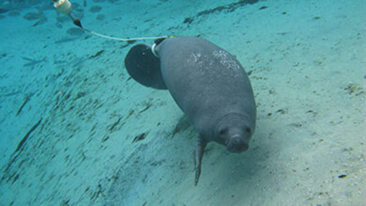 A manatee with a satellite tracker attached to its fin. This helps marine scientists track the movements of the manatee and learn more about the species.