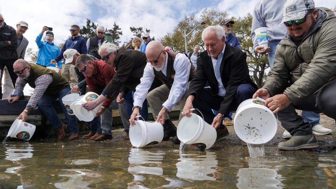 Southern flounder will be released in SC estuaries for first time. Here’s where