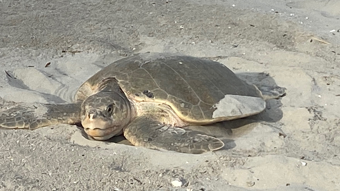 Rare sea turtle nest found in Myrtle Beach, SC area. Here’s what kind and where it is