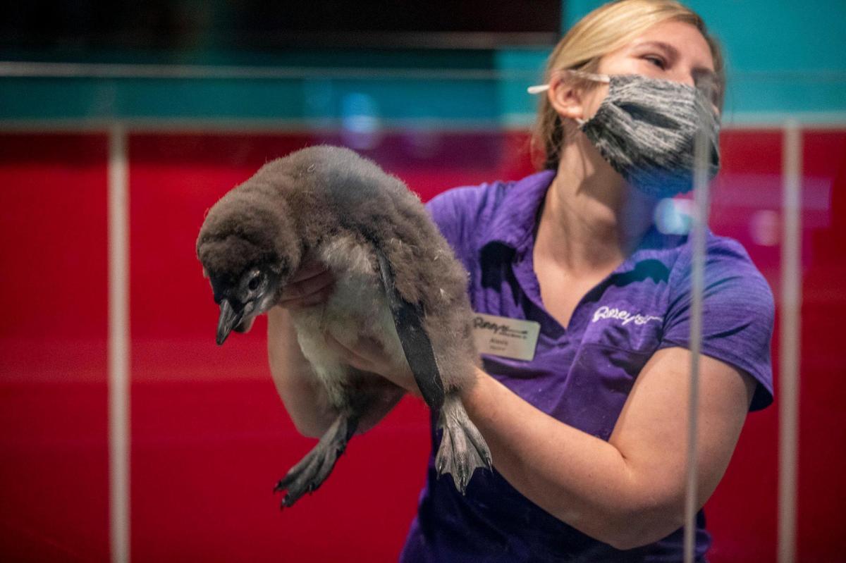 The first chick born of Ripley’s Aquarium newest penguin exhibit has been named for Egerton Burroughs, the real estate mogul and CEO of Burroughs and Chapin, which built Broadway at the Beach, where the aquarium now sits. Egerton, nicknamed,”The Edge” is now two months old and is expected to start swim lessons soon. December 9, 2020.