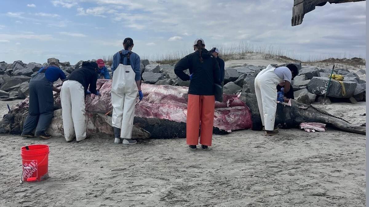 The Lowcountry Marine Mammal Network took samples from a juvenile humpback whale that was stranded in between North Myrtle Beach and Sunset Beach, North Carolina.