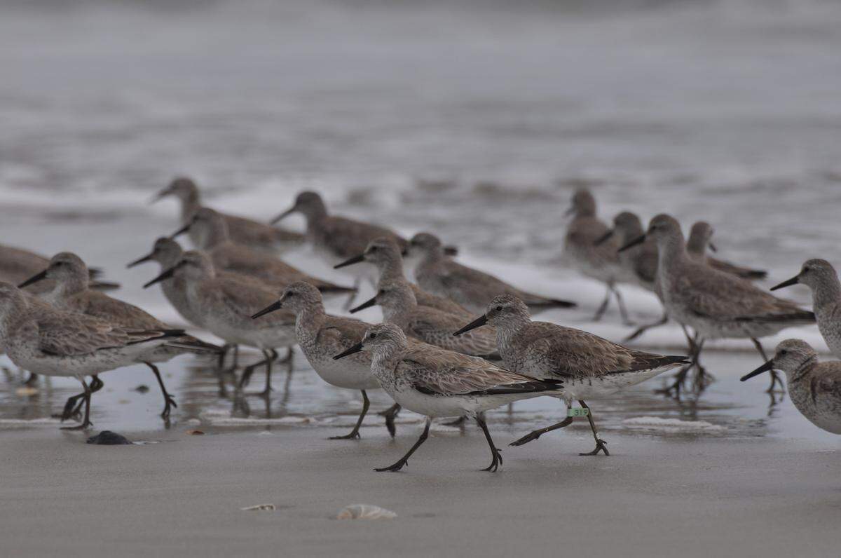 Keen-eyed birders can spot migratory red knots migrate South Carolina in the fall. Courtesy of Scott Hartley.