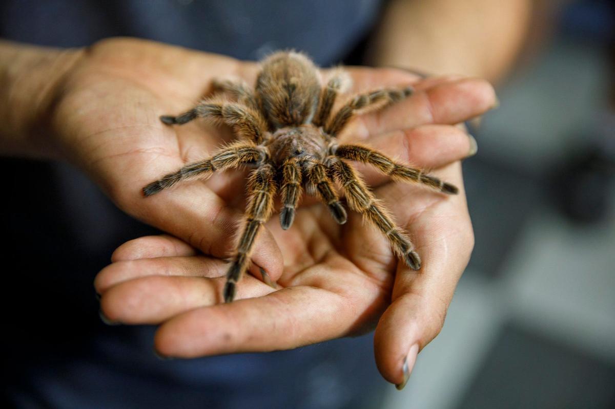 Boris, a tarantula spider serves as the mascot for Little Spider Creations. The Loris business does large scale theming. The artistic, often spooky sculptures have been used in major theme parks and in television and movie productions. Sept. 19, 2024.