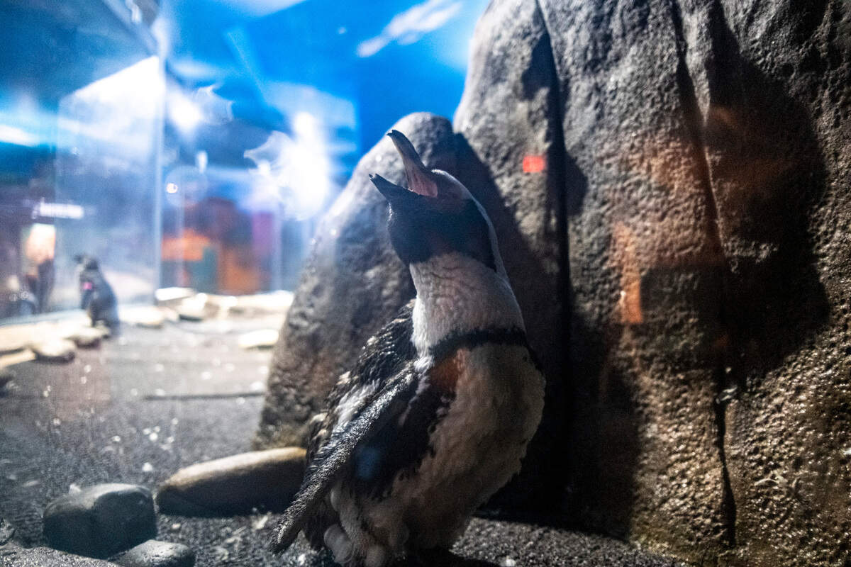 The baby penguin, Egerton, shows off for guests at Ripley’s Aquarium in Myrtle Beach. June 15, 2022.