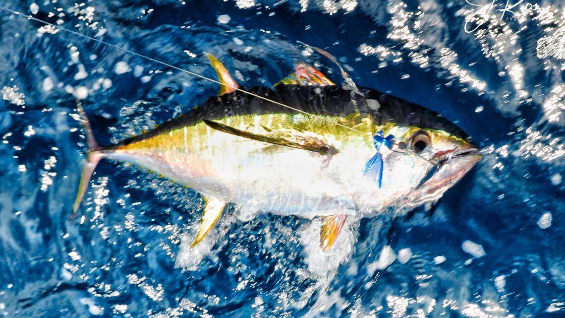 Grand Strand Fishing Report: Yellowfins, dolphin, even billfish are being caught offshore
