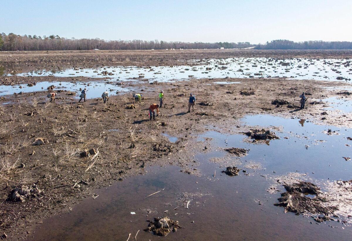 Contractors for Santee Cooper are planting 60,000 trees over the course of two days on the former Lake Busbee site. The lake, which was used for cooling the former Grainger plant, is being returned to it’s natural wetlands state.Feb 05, 2019.