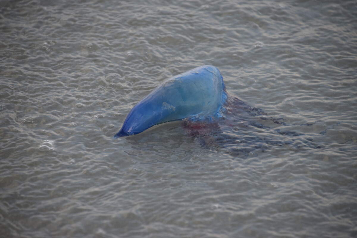 A Portuguese man-of-war was spotted in front of the Beachwalk Villas in Cherry Grove yesterday afternoon.