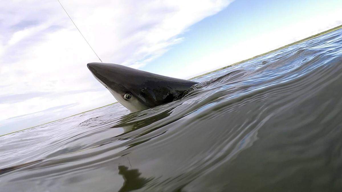 Capt. Mike McDonald reels a fine tooth shark to the side of the boat in the shallow water of North Inlet in Georgetown. McDonald says sharks he and his clients catches can weigh up to 300 pounds. Oct. 25, 2016.