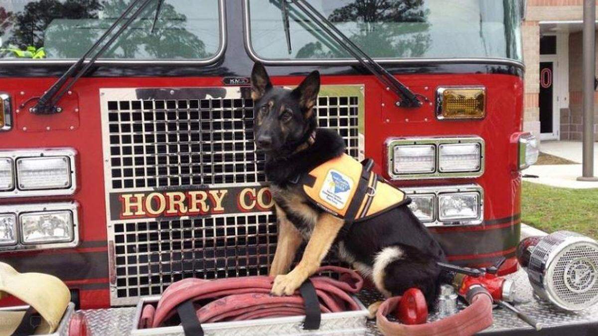Hope, a 3-year-old black and tan female German Shepard, went missing from from the S.C. 31 and Water Tower Road area, authorities said.