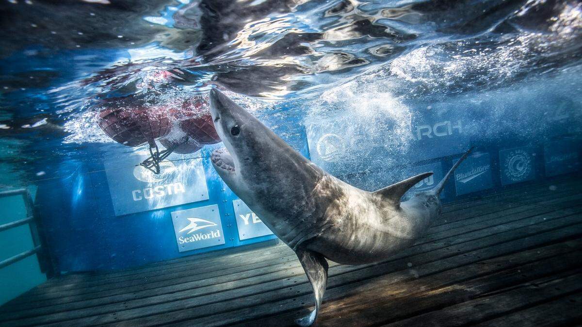Jekyll was caught near Jekyll’s Island off the coast of Georgia by Ocearch.
