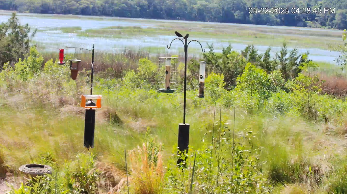 A screenshot from the new webcam that lets viewers watch Huntington Beach State Park’s bird feeding station and salt marsh in real time.
