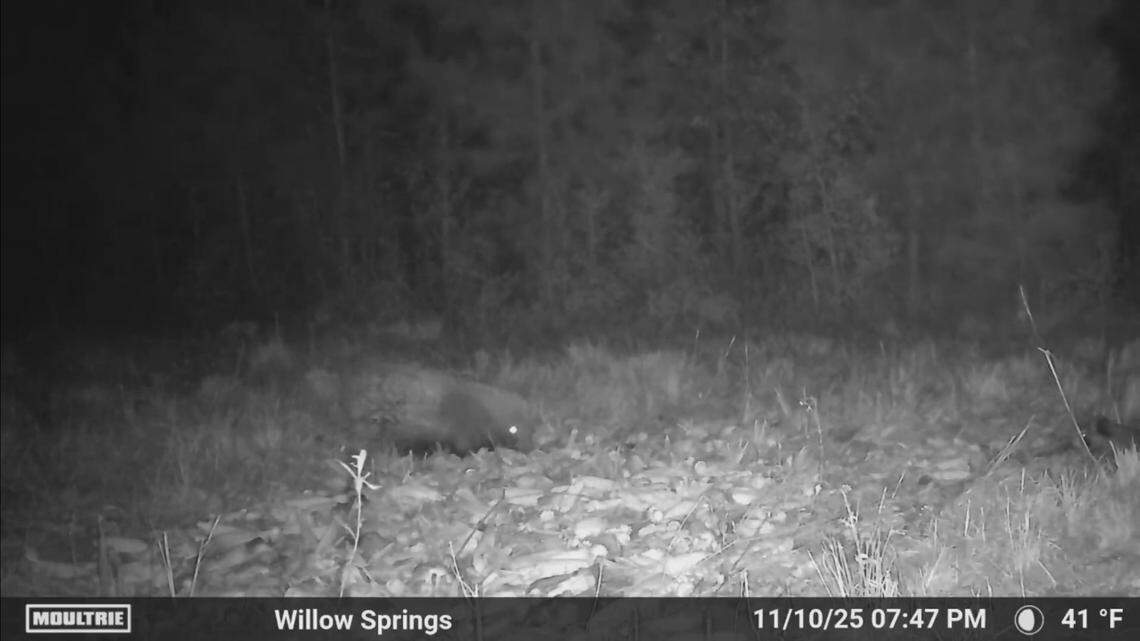 Porcupine injures Conway man’s dogs. Where did the non-native animal come from?