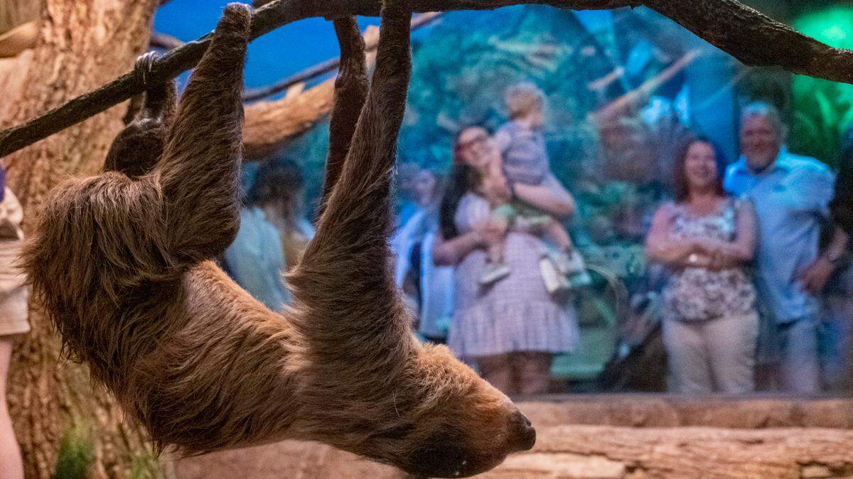 A two-toed sloth named Rico hangs from a branch at Ripley’s Aquarium. Ripley’s Aquarium of Myrtle Beach opened a new exhibit called ‘Sloth Valley’ featuring Rico and Cleo, two-toed sloths. May 19, 2023.