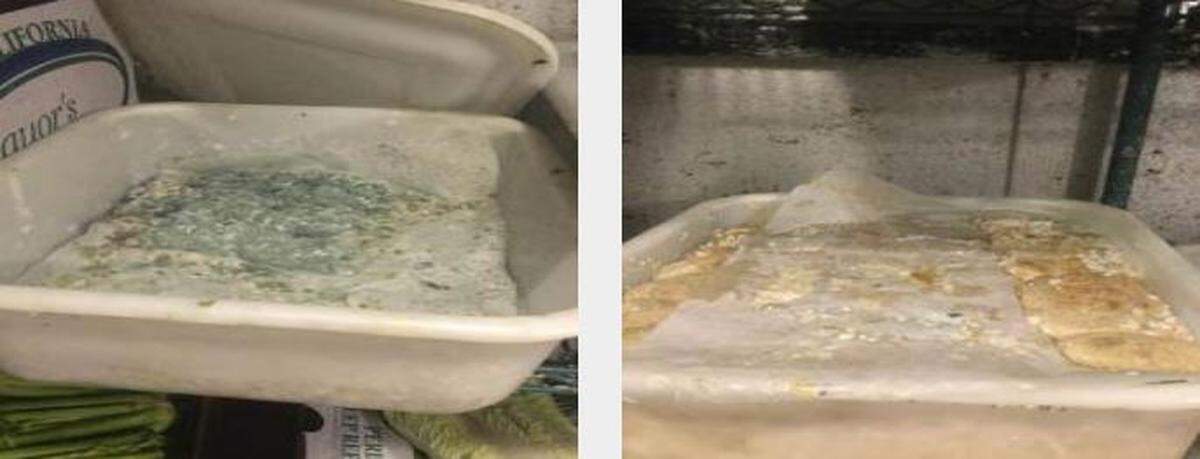 "Unrecognizable foods" molded in the walk-in cooler at Empire Fire Mongolian Grill. July 11, 2018 -