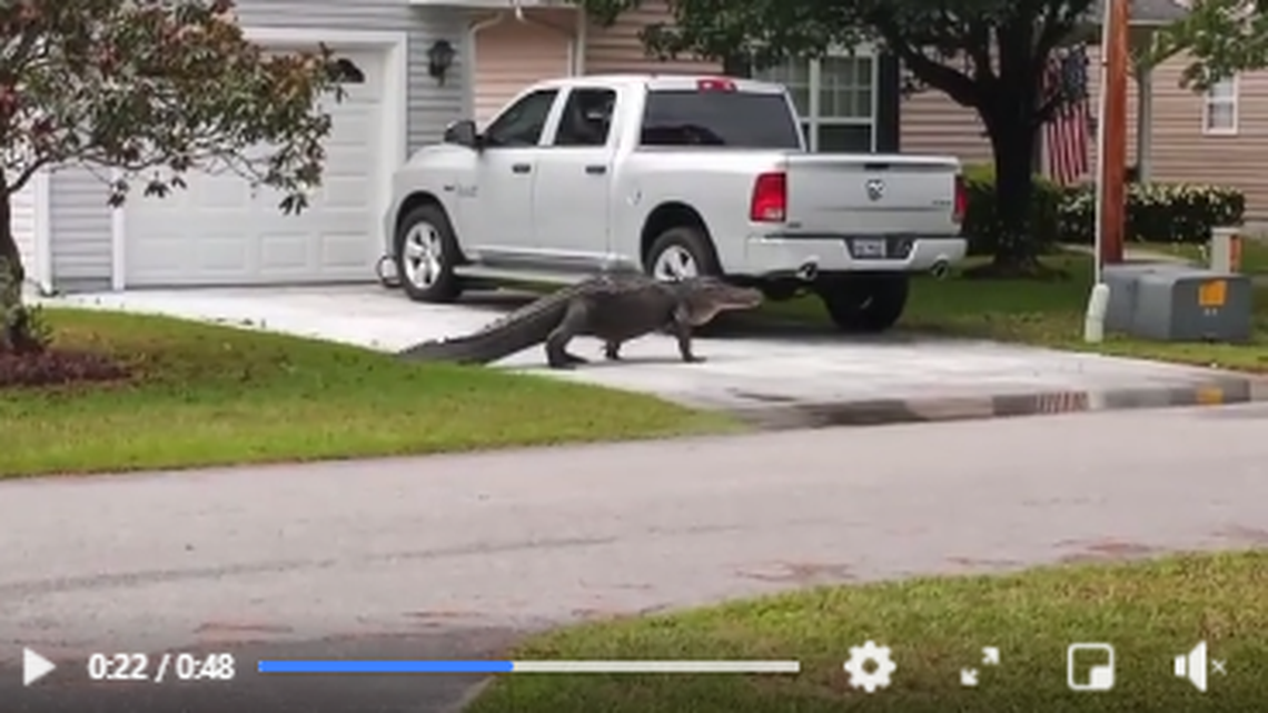An alligator estimated at 10 feet in length began roaming yards in the Myrtle Beach Golf & Yacht Club. It eventually left the area on its own.