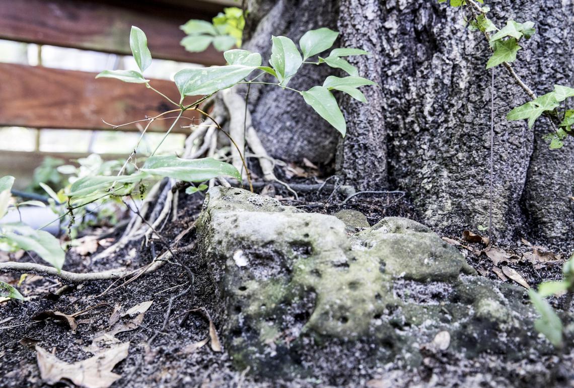 Joyce Suliman, Chairman of Surfside Beach Historical Society, along with neighbor Ed Hunt look over a piece of sandstone rock in the backyard  in Hunt's backyard that is believed to be a marker in a former slave burial ground. June 15, 2018.