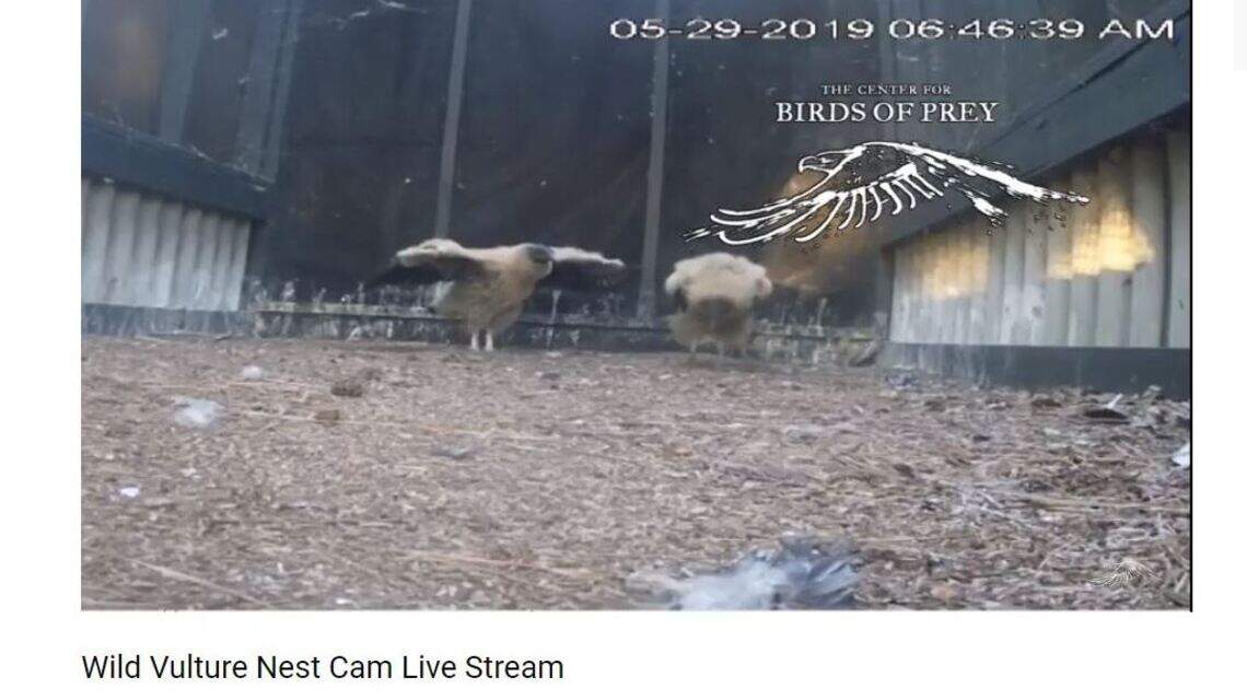 These cute black vulture chicks just hatched. Check out this live nest camera from SC