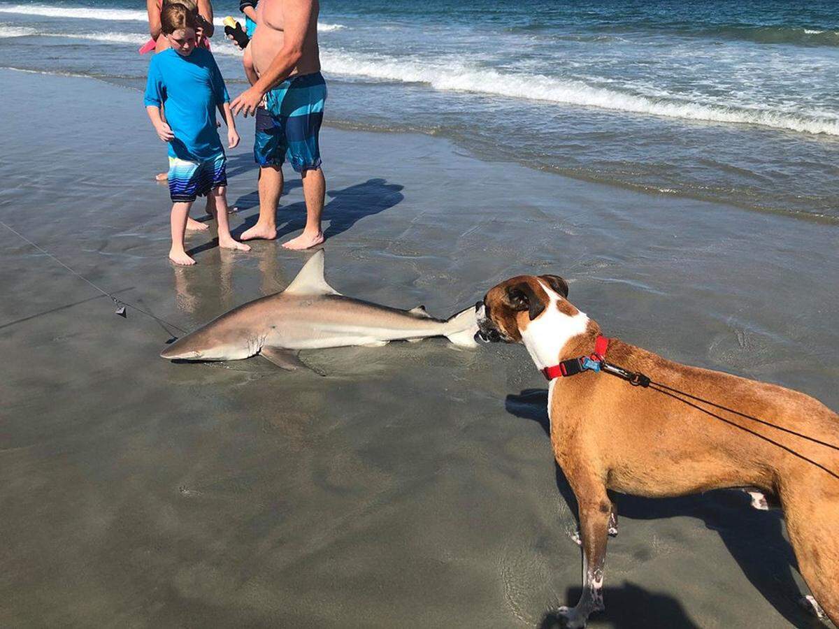 Cooper the dog with a Shark caught by a tourist. Photo courtesy of Marlene Hern.