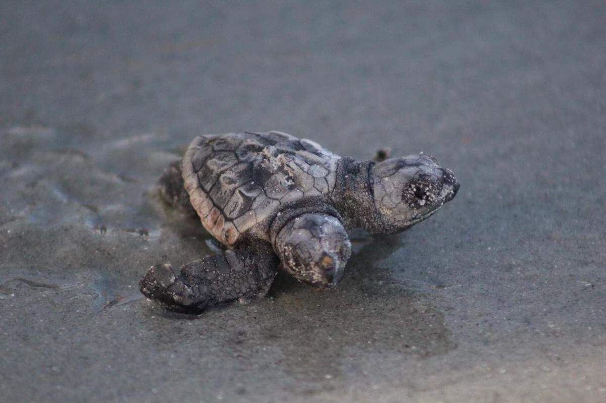This two-headed baby sea turtle was found in Garden City near Myrtle Beach on Thursday, July 21 by volunteers inventorying a recently hatched nest.