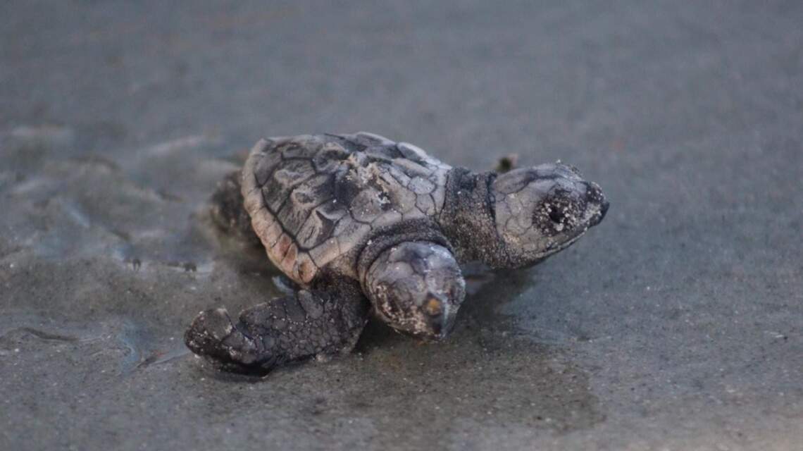 Science fiction turned reality? A two-headed sea turtle just hatched in Myrtle Beach