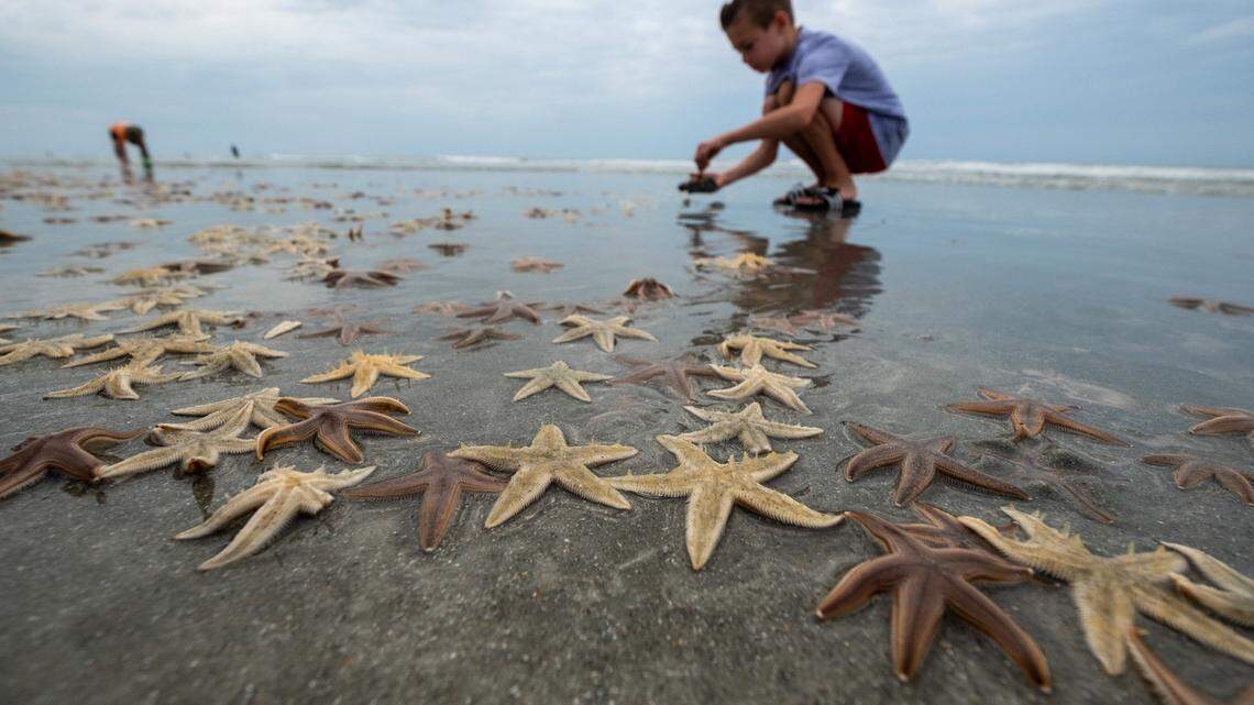 Briggs Holtry, 9-years-old of Surfside Beach, picks up starfish to return to the water on Monday. Thousands of small starfish washed ashore during low tide on Garden City Beach, S.C. in 2020.