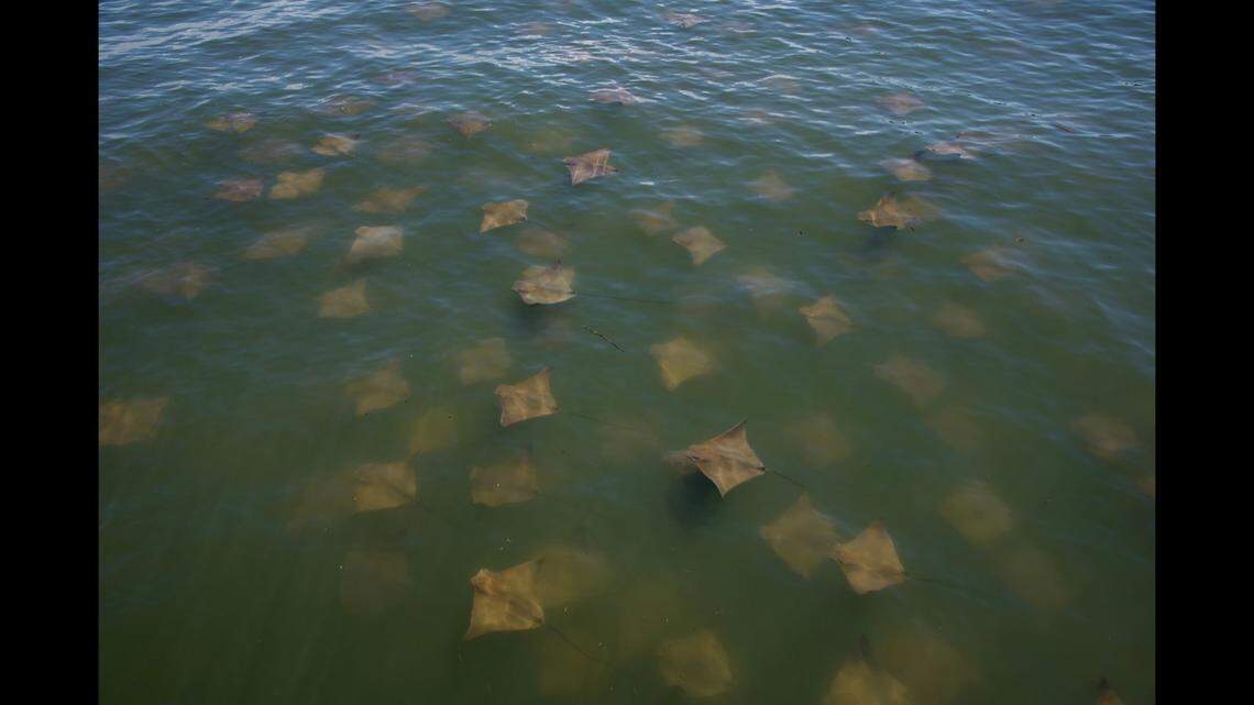 A group of cownose rays gathered this week at the South Carolina DNR Marine Resources Center in Charleston. What were they doing?