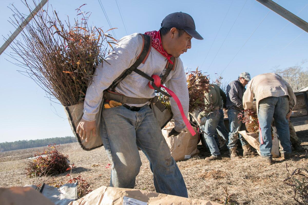 Contractors for Santee Cooper are planting 60,000 trees over the course of two days on the former Lake Busbee site. The lake, which was used for cooling the former Grainger plant, is being returned to it’s natural wetlands state.Feb 05, 2019.