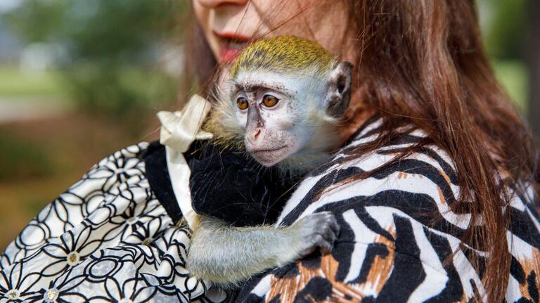 Monkeys live in the Myrtle Beach area. Meet folks who own them and learn what that’s like