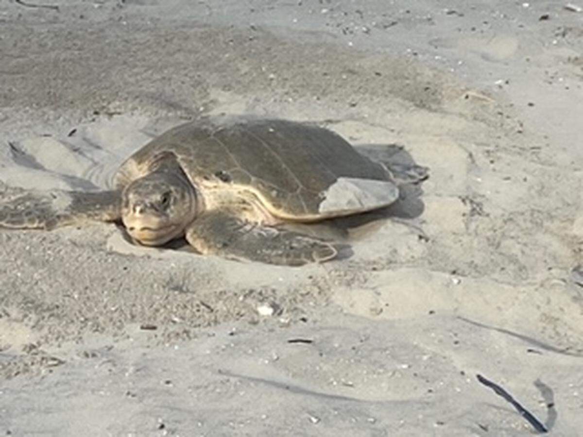 Submitted Photos. - North Myrtle Beach Sea Turtle Patrol. May 06, 2022.