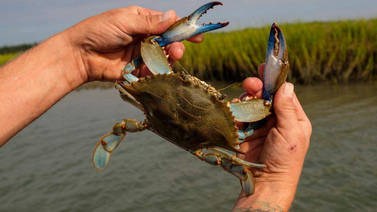 Captain Charlie Werner shows off a large blue crab as he works his traps in Murrells Inlet. Werner, who owns Lila Lee Shrimpin’, has started crabbing the Murrells Inlet water and delivers both crab and shrimp to customers waiting at the dock at Marlin Quay Marina in Garden City Beach, S.C. Aug. 18, 2022.