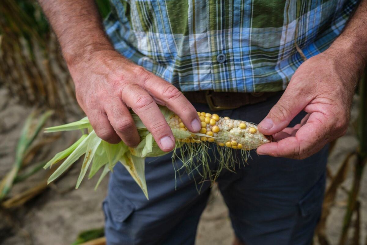 Steven Edge, of Edge Farms outside of Conway, S.C., inspects a corn crop that he said was mostly a loss due to drought conditions. Edge is hopes for rain before his other crops are lost. Horry County has received three inches less rain than usual over the past month and is in the midst of moderate to severe drought conditions according to the National Weather Service. July 9, 2024.