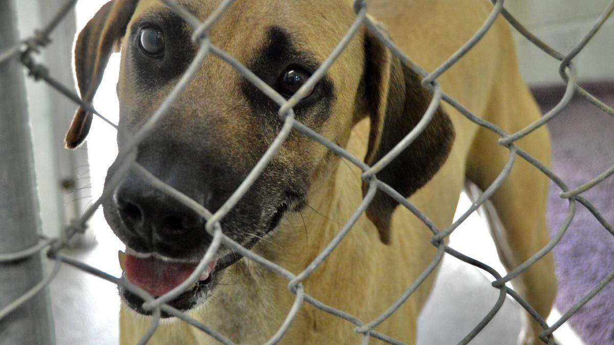 Horry County Animal Care Center dog