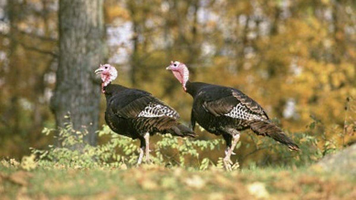Changes are in store for the dates of the spring turkey hunting season in South Carolina.