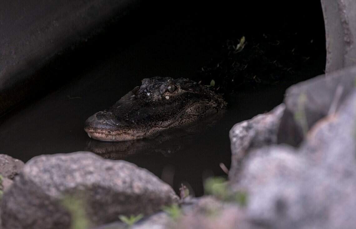 Can a Crocodile Survive in Cold Weather: Shocking Truth Revealed