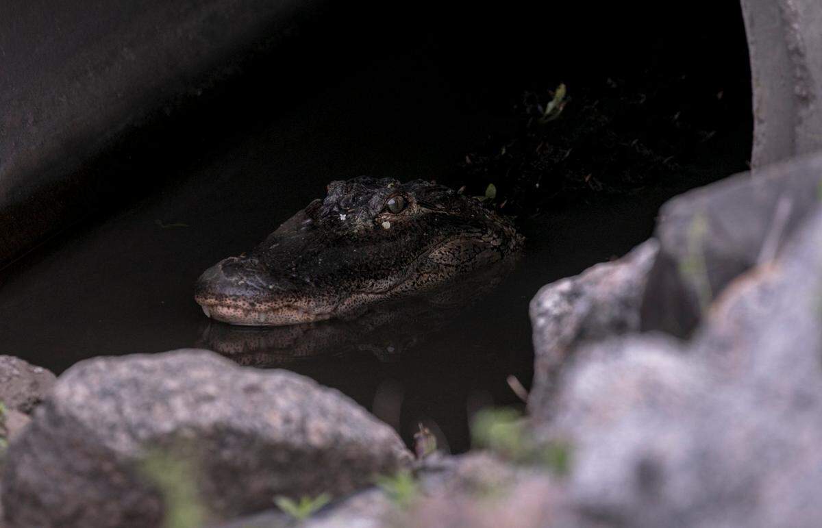 An approximately six foot long alligator that reportedly made his way across U.S. 17 Bypass in Myrtle Beach, traveled the ditch in front of businesses off Fred Nash Boulevard before stopping to rest in a roadside culvert on Friday. May 02, 2019.