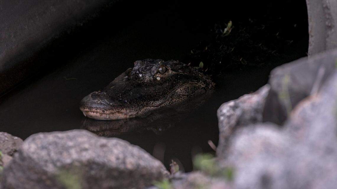 What does cold weather mean for snakes and alligators in SC? Here’s what to know