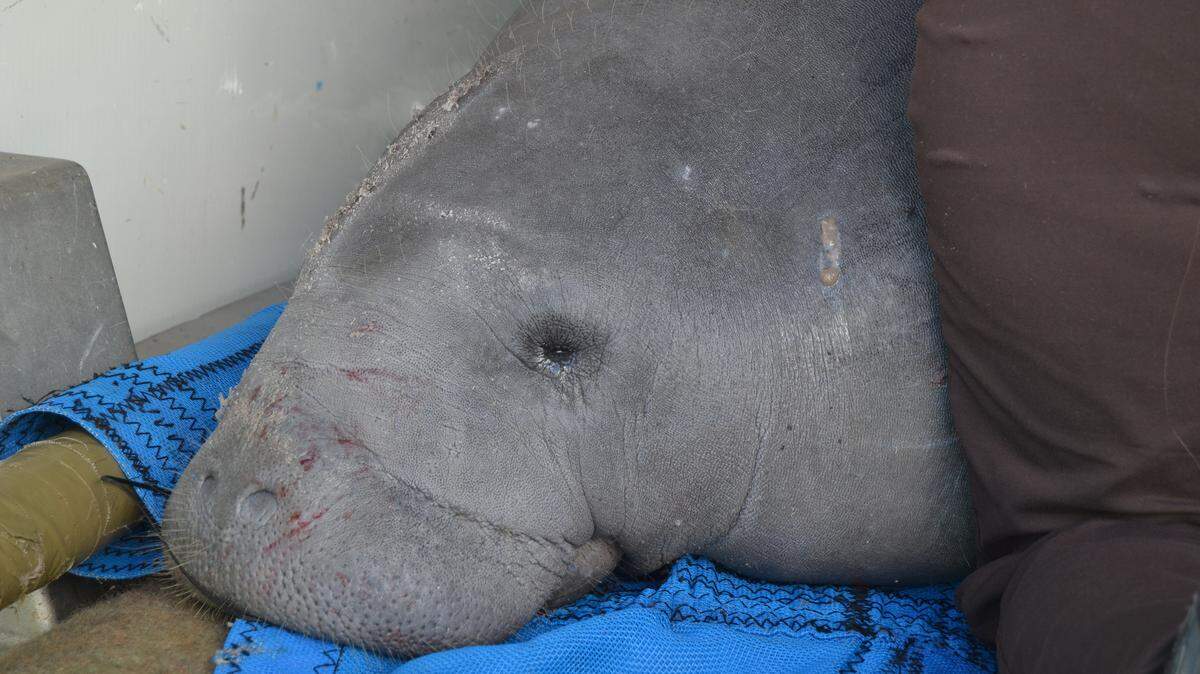 One of the manatees rescued from Charleston. Photo courtesy of Fish and Wildlife services, taken by Terri Calleson. .
