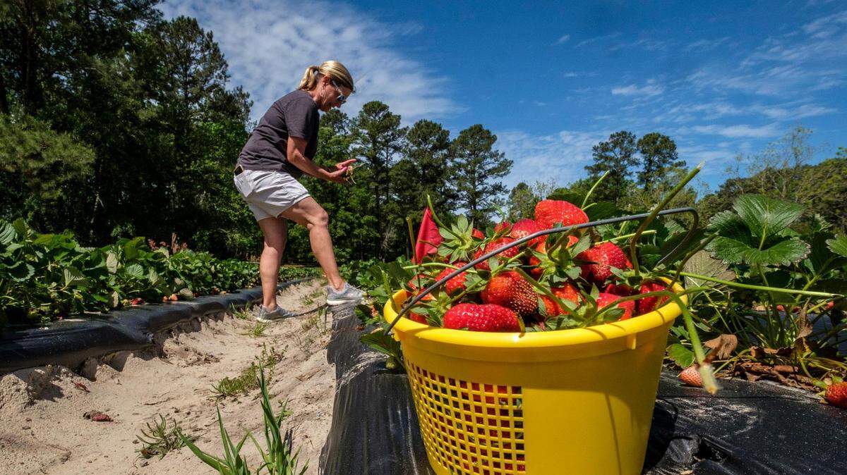 Lynn Hammond works with family and friends to collect strawberries from their fields for a weekend event. Lynn’s Berries, like many local area strawberry farms, have struggled to meet demand with this Spring’s berry crop. April 13, 2023.