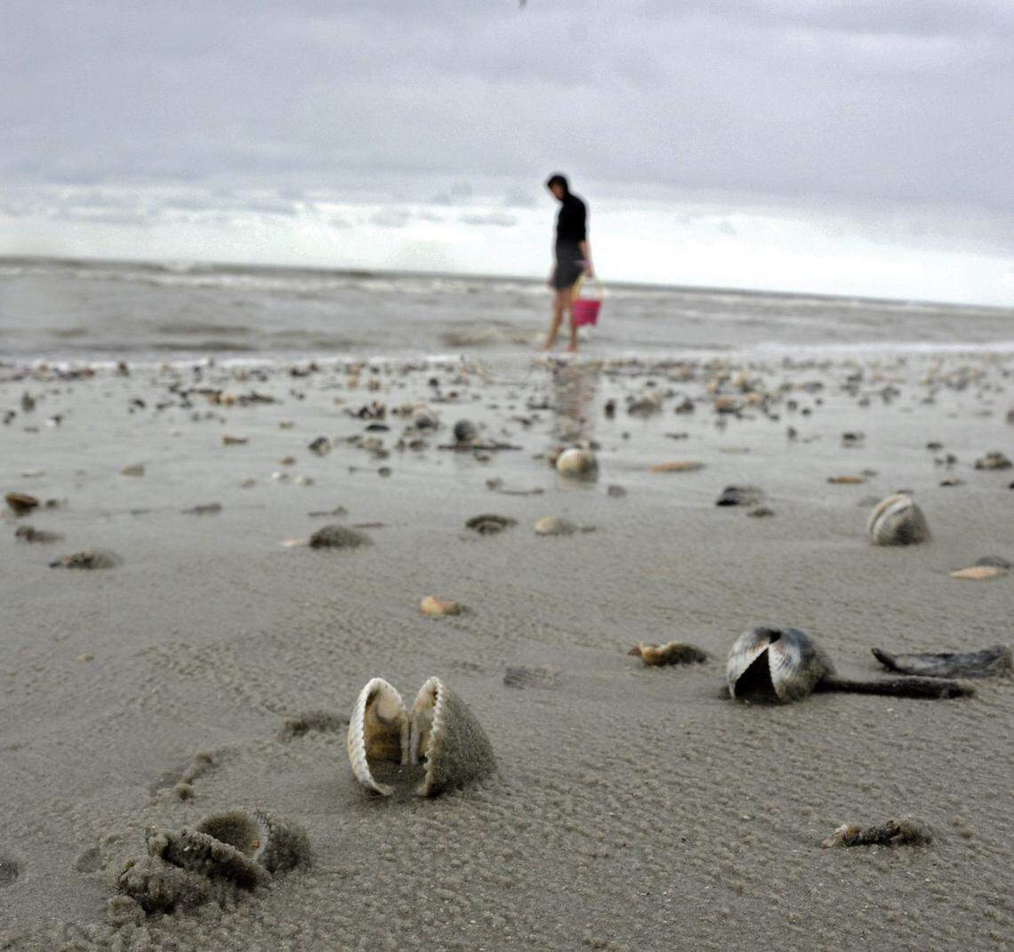 The day after a tropical storm or hurricane is usually a good time for finding shells along the beach, like along this section of beach in North Myrtle Beach.__082711__Photo By Charles Slate