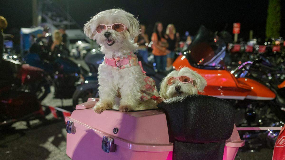 Maltese dogs, Sweet Sophie (right) and Sexy Lexi, owned by Danette Larsen of North Myrtle Beach, rode on the back of a motorcycle secure in a custom dog bed to Captain Archie’s bar on Friday evening. Bikers brought their animals including dogs, and even a ring tailed lemur to the bars during Myrtle Beach Bike Week’s Fall Rally. Oct. 4, 2024.