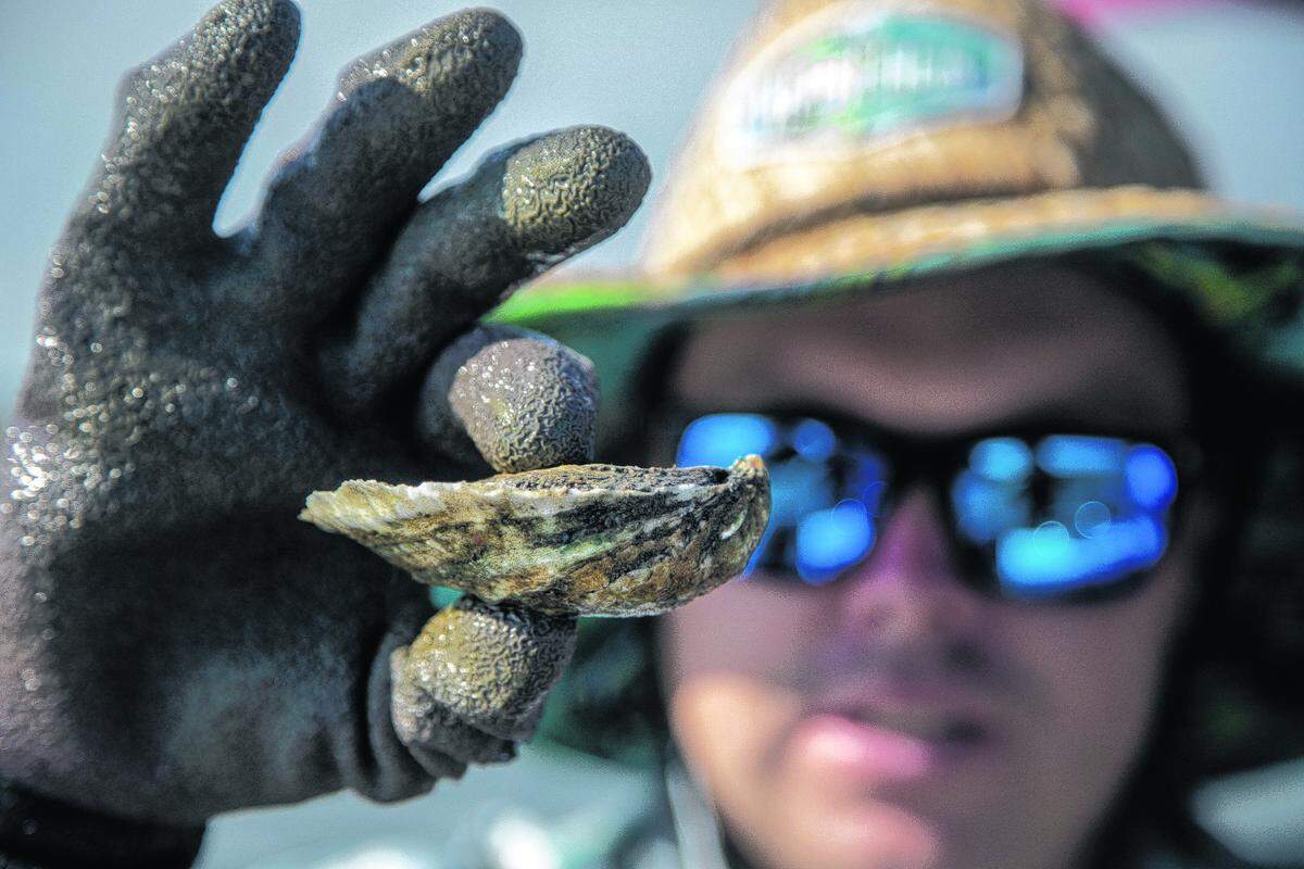 Cody Faison farms shows off an oyster from his oyster farm in Topsail Sound near Hampstead Wednesday, Sept. 8, 2021. Faison says healthy salt marshes are essential to his business. Salt marshes in North Carolina are being pushed back by rising sea waters, but aren’t always able to retreat due to coastal development, leaving them to shrink.