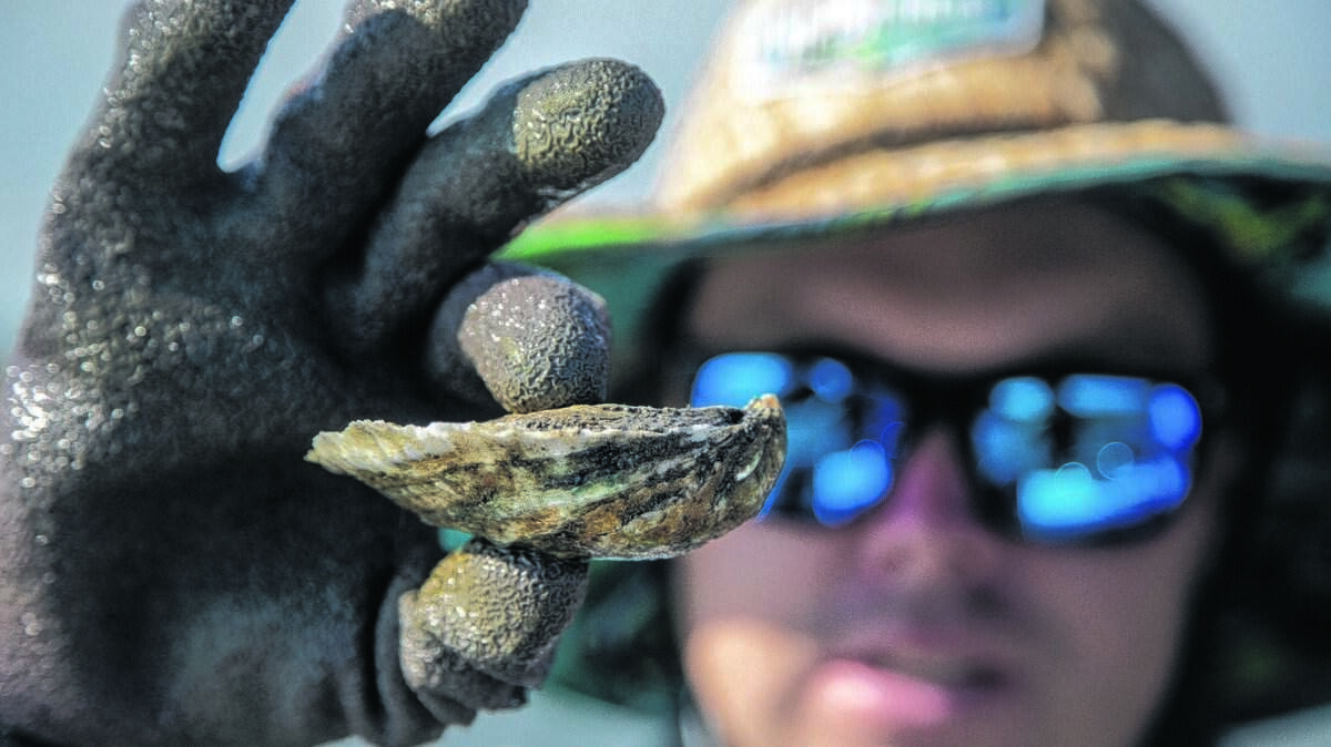 The Myrtle Beach area offers several ways to take advantage of the fall oyster harvesting season, from places to harvest your own shellfish, to regular oyster roasts. 