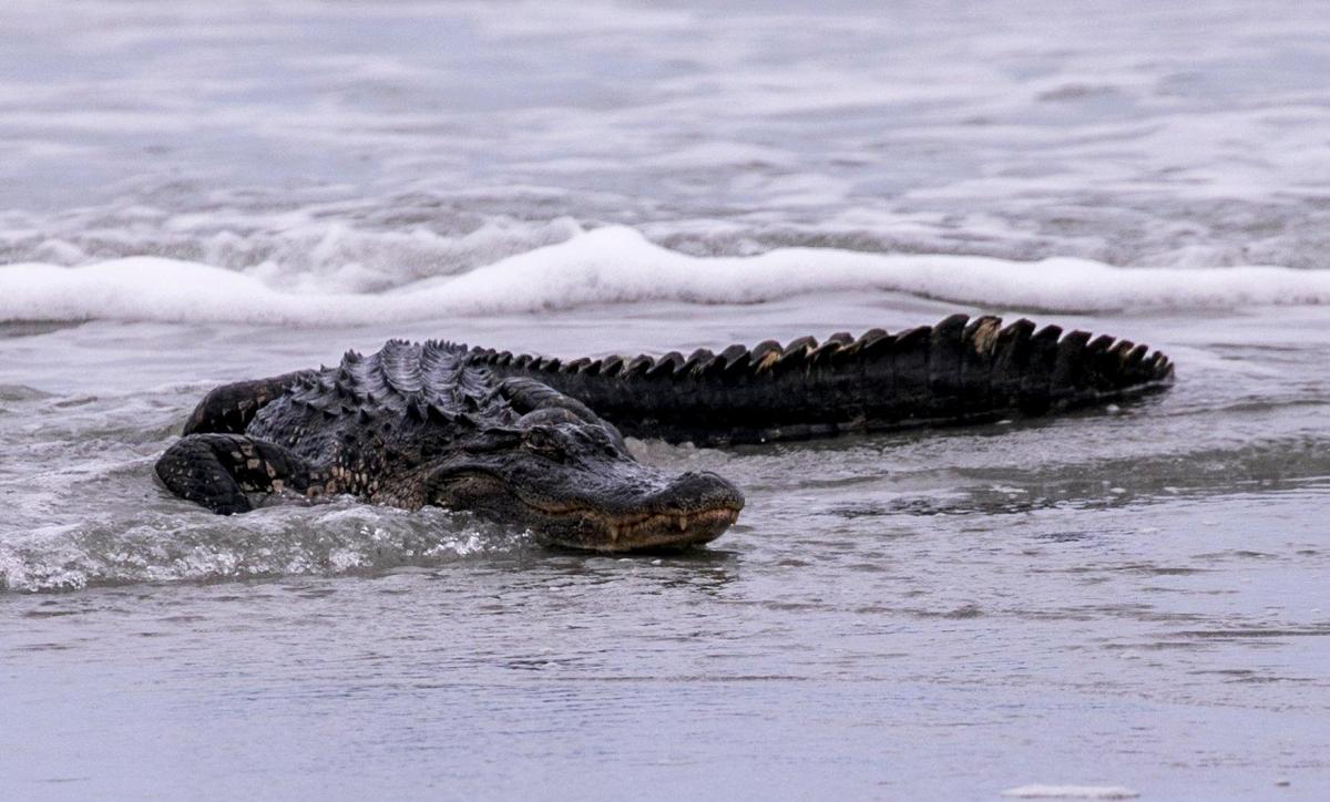 Myrtle Beach Police and area lifeguards helped to capture an alligator on the beach at 69th Avenue North in Myrtle Beach on Friday. May 9, 2019.