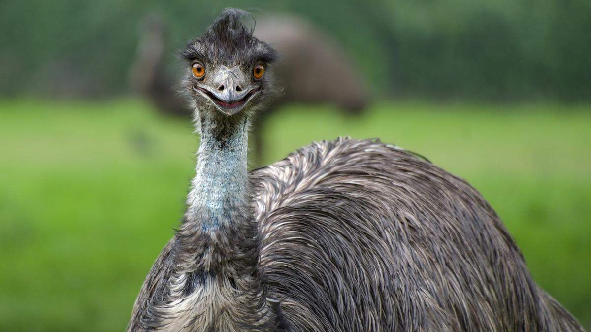 An emu is on the loose in the Green Sea area after it escaped from its enclosure. Attempts have been made to catch it.
