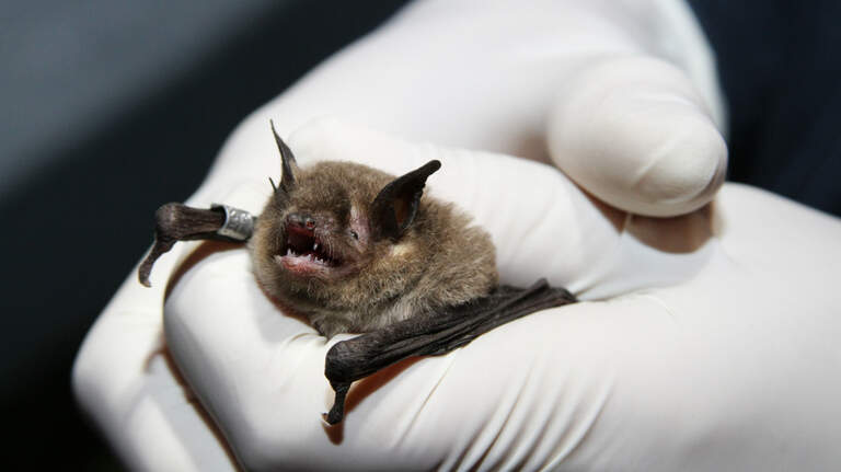 Endangered gray bat species discovered in SC for first time, DNR says. Here’s where