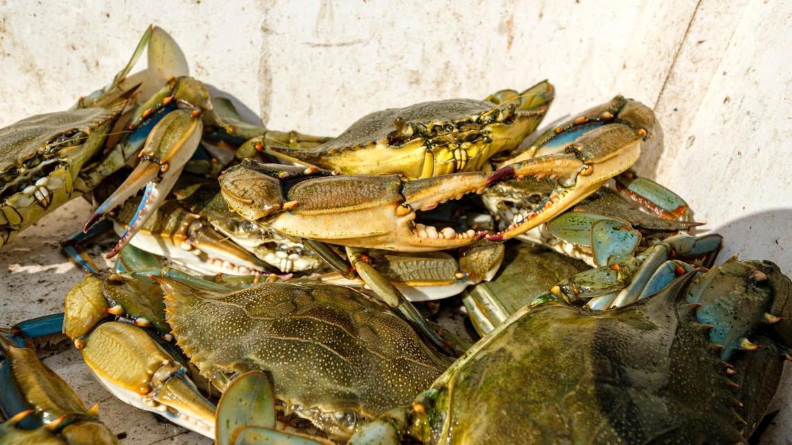 Where to find the freshest local seafood: A guide to Myrtle Beach seafood markets