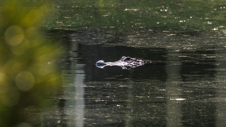 Second alligator attack reported in Myrtle Beach area. Will HOAs remove the reptiles?