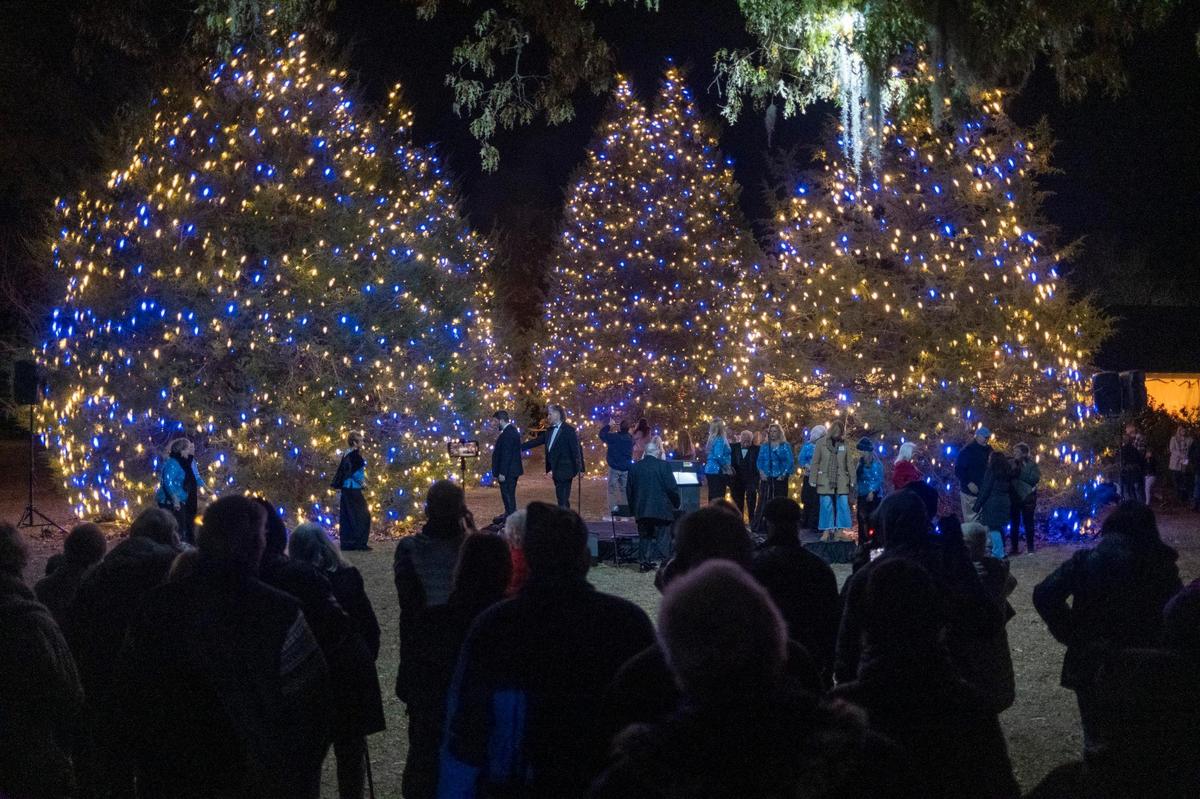 The lighting of six cypress trees takes place each evening following carols at Brookgreen Gardens. Nights of a Thousand candles at Brookgreen Gardens in Murrells Inlet is in its 24th year and is one of the south’s most celebrated holiday destinations. Three thousand candles are lit each night and there are over 180,000 lights hanging from the trees in Oak Allee alone. More than 80,000 tickets have been sold to this year’s events. Nov. 30, 2023.